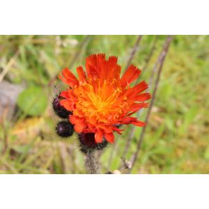 Pilosella aurantiaca (L.) F.W.Schultz & Sch.Bip. subsp. aurantiaca (Piloselle orangée)