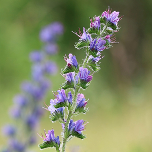 Philippe Gilot, le 29 juin 2024 (Saint-Christophe-sur-le-Nais (Te Deum))