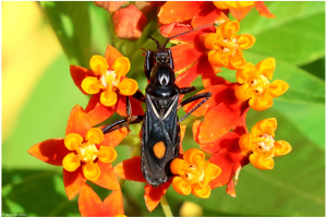 Guy Van Laere, le  3 décembre 2024