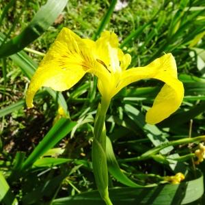 Photographie n°3121093 du taxon Iris pseudacorus L. [1753]
