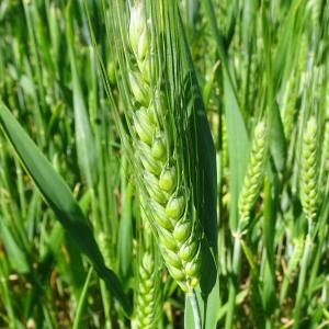 Photographie n°3121599 du taxon Triticum aestivum L. [1753]