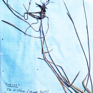 Photographie n°3121911 du taxon Holcus lanatus L. [1753]