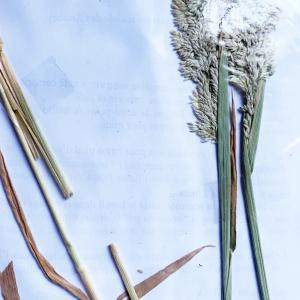 Photographie n°3121912 du taxon Holcus lanatus L. [1753]