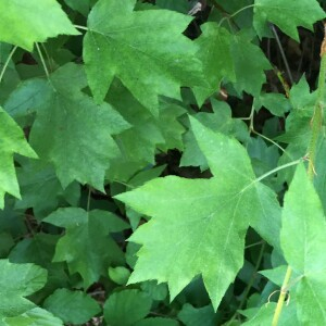 Photographie n°3121958 du taxon Sorbus torminalis (L.) Crantz [1763]
