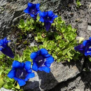 Photographie n°3122362 du taxon Gentiana alpina var. alpina