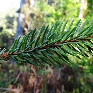 Photographie n°3122450 du taxon Picea abies (L.) H.Karst. [1881]