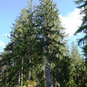 Photographie n°3122453 du taxon Picea abies (L.) H.Karst. [1881]