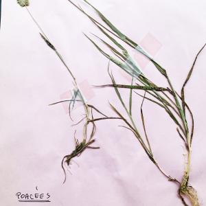 Photographie n°3122753 du taxon Lophochloa pubescens (Lam.) H.Scholz [1971]