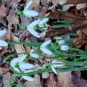 Photographie n°3123046 du taxon Galanthus nivalis L. [1753]