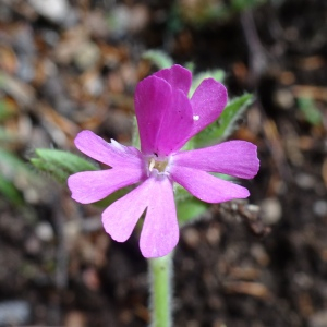 Silene dioica (L.) Clairv. [1811] [nn64100] par Alain Bigou le 16/05/2024 - Saint-Amans-Valtoret