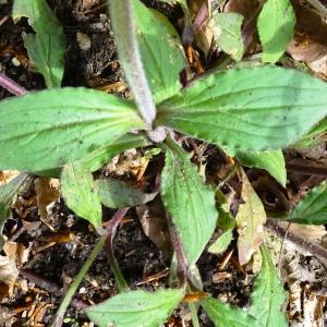 Silene dioica (L.) Clairv. [1811] [nn64100] par Alain Bigou le 16/05/2024 - Saint-Amans-Valtoret