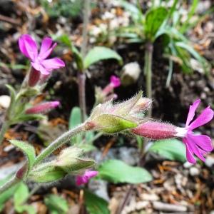 Silene dioica (L.) Clairv. [1811] [nn64100] par Alain Bigou le 16/05/2024 - Saint-Amans-Valtoret