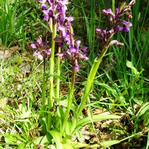 Anacamptis morio (L.) R.M.Bateman, Pridgeon & M.W.Chase [1997] [nn4316] par Alain Bigou le 16/05/2024 - Saint-Amans-Valtoret