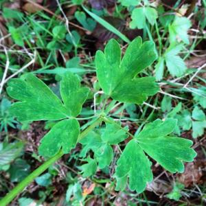 Photographie n°3123466 du taxon Aquilegia vulgaris L. [1753]