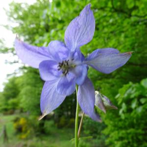 Photographie n°3123467 du taxon Aquilegia vulgaris L. [1753]