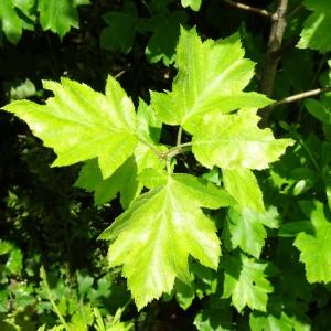 Photographie n°3123529 du taxon Sorbus torminalis (L.) Crantz [1763]