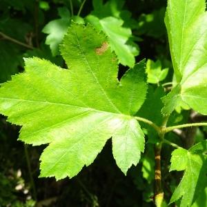 Photographie n°3123530 du taxon Sorbus torminalis (L.) Crantz [1763]