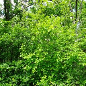 Photographie n°3123531 du taxon Sorbus torminalis (L.) Crantz [1763]