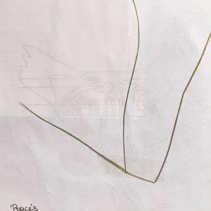 Photographie n°3124224 du taxon Melica nutans L. [1753]