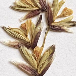 Photographie n°3124225 du taxon Melica nutans L. [1753]