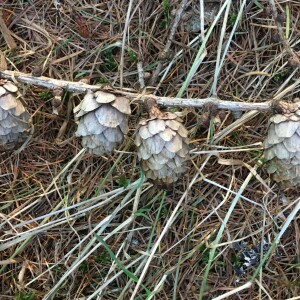 Photographie n°3124236 du taxon Larix decidua subsp. polonica (Racib.) A.E.Murray [1982]