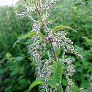 Urtica dioica L. [1753] [nn70396] par Alain Bigou le 28/05/2024 - Montmaurin