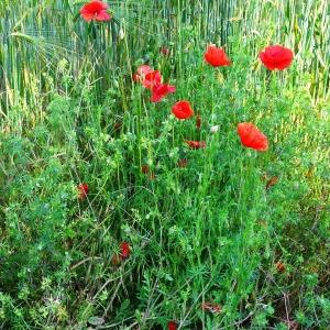 Papaver rhoeas L. [1753] [nn75277] par Alain Bigou le 28/05/2024 - Montmaurin