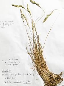 Liliane Roubaudi, le 10 mai 2005 (Cornus)