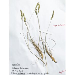 Festuca occitanica (Litard.) Auquier & Kerguélen (Fétuque d'Occitanie)