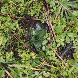 Photographie n°3125815 du taxon Spiranthes spiralis (L.) Chevall. [1827]