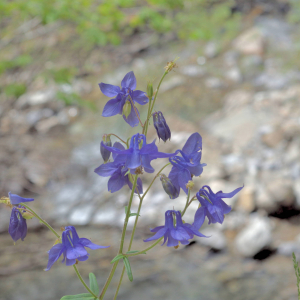 Photographie n°3126259 du taxon Aquilegia vulgaris L. [1753]