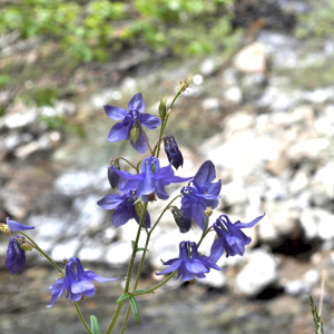 Photographie n°3126260 du taxon Aquilegia vulgaris L. [1753]