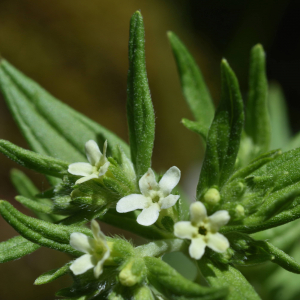 Photographie n°3126272 du taxon Lithospermum officinale L. [1753]