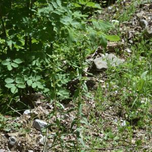 Photographie n°3126273 du taxon Lithospermum officinale L. [1753]