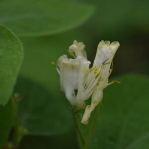 Photographie n°3126274 du taxon Lonicera xylosteum L. [1753]