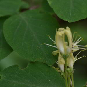 Photographie n°3126275 du taxon Lonicera xylosteum L. [1753]