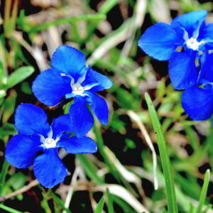 Photographie n°3126332 du taxon Gentiana verna L. [1753]