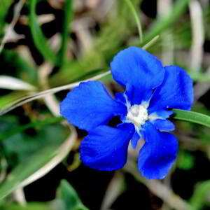 Photographie n°3126333 du taxon Gentiana verna L. [1753]