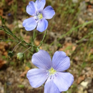 Linum austriacum L. [1753] [nn39389] par Alain Bigou le 28/05/2024 - Montmaurin