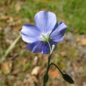 Linum austriacum L. [1753] [nn39389] par Alain Bigou le 28/05/2024 - Montmaurin