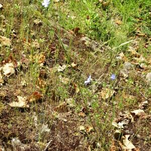 Linum austriacum L. [1753] [nn39389] par Alain Bigou le 28/05/2024 - Montmaurin