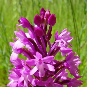 Anacamptis pyramidalis (L.) Rich. [1817] [nn4321] par Alain Bigou le 28/05/2024 - Montmaurin