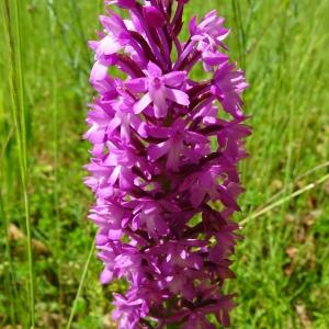 Anacamptis pyramidalis (L.) Rich. [1817] [nn4321] par Alain Bigou le 28/05/2024 - Montmaurin