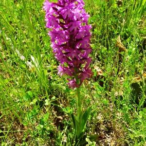 Anacamptis pyramidalis (L.) Rich. [1817] [nn4321] par Alain Bigou le 28/05/2024 - Montmaurin