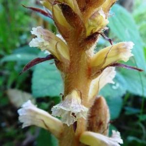 Orobanche hederae Vaucher ex Duby [1828] [nn46734] par Alain Bigou le 28/05/2024 - Montmaurin