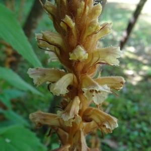 Orobanche hederae Vaucher ex Duby [1828] [nn46734] par Alain Bigou le 28/05/2024 - Montmaurin