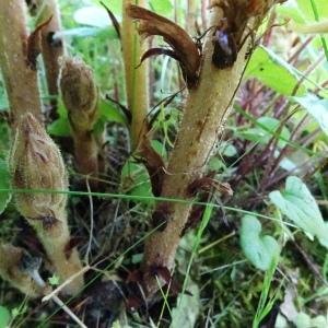 Orobanche hederae Vaucher ex Duby [1828] [nn46734] par Alain Bigou le 28/05/2024 - Montmaurin