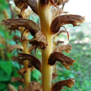 Orobanche hederae Vaucher ex Duby [1828] [nn46734] par Alain Bigou le 28/05/2024 - Montmaurin