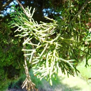 Cupressus sempervirens L. [1753] [nn20278] par Alain Bigou le 28/05/2024 - Montmaurin