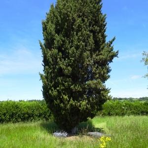 Cupressus sempervirens L. [1753] [nn20278] par Alain Bigou le 28/05/2024 - Montmaurin